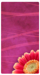Pink Flower Banner Widget